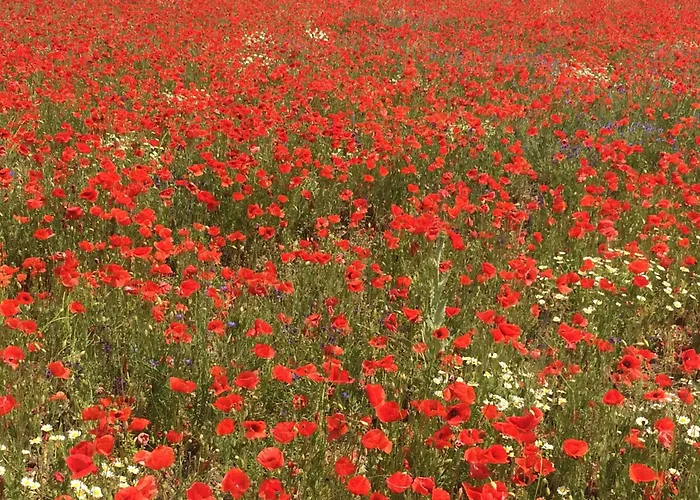 Csakakali בית נופש *