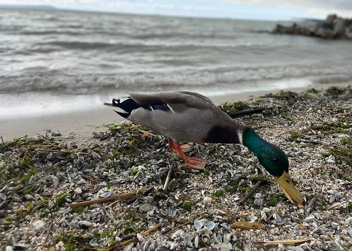 בית נופש Csakakali